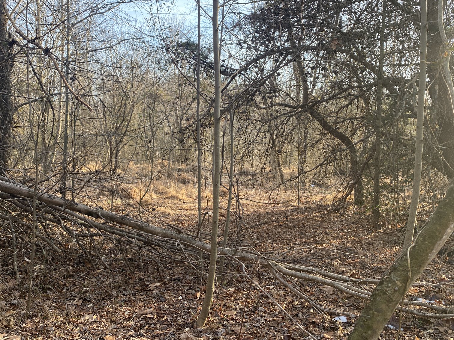 Image for Real Estate Auction - 23± Acres in Dobson, NC