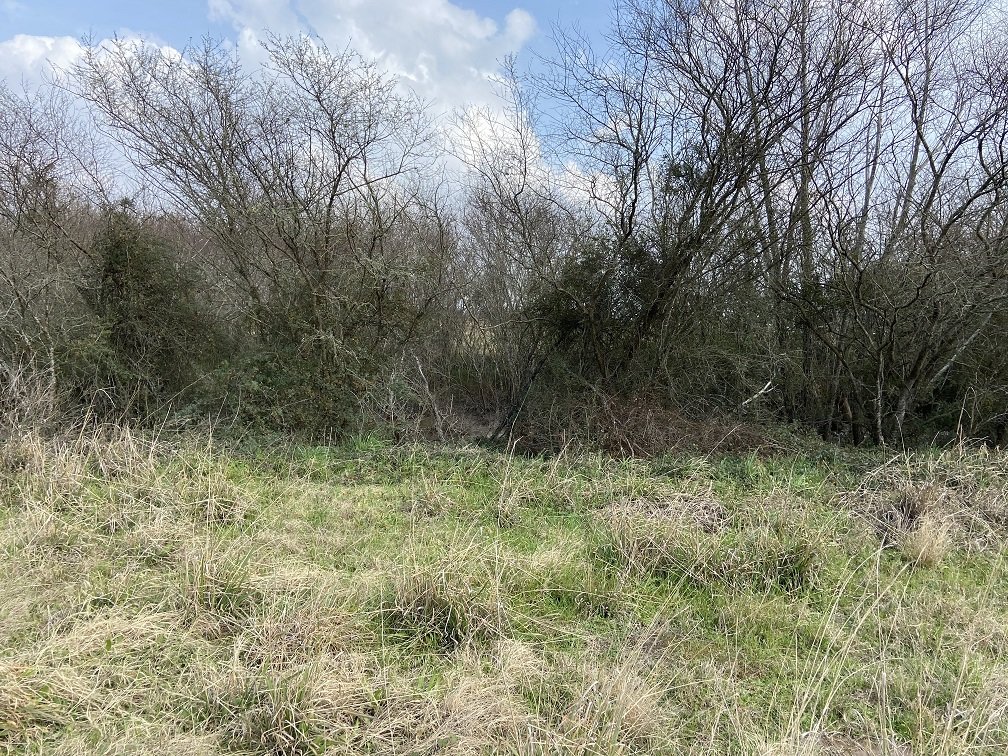 Image for 869 Witte Road, Bellville, TX 77418, Austin County