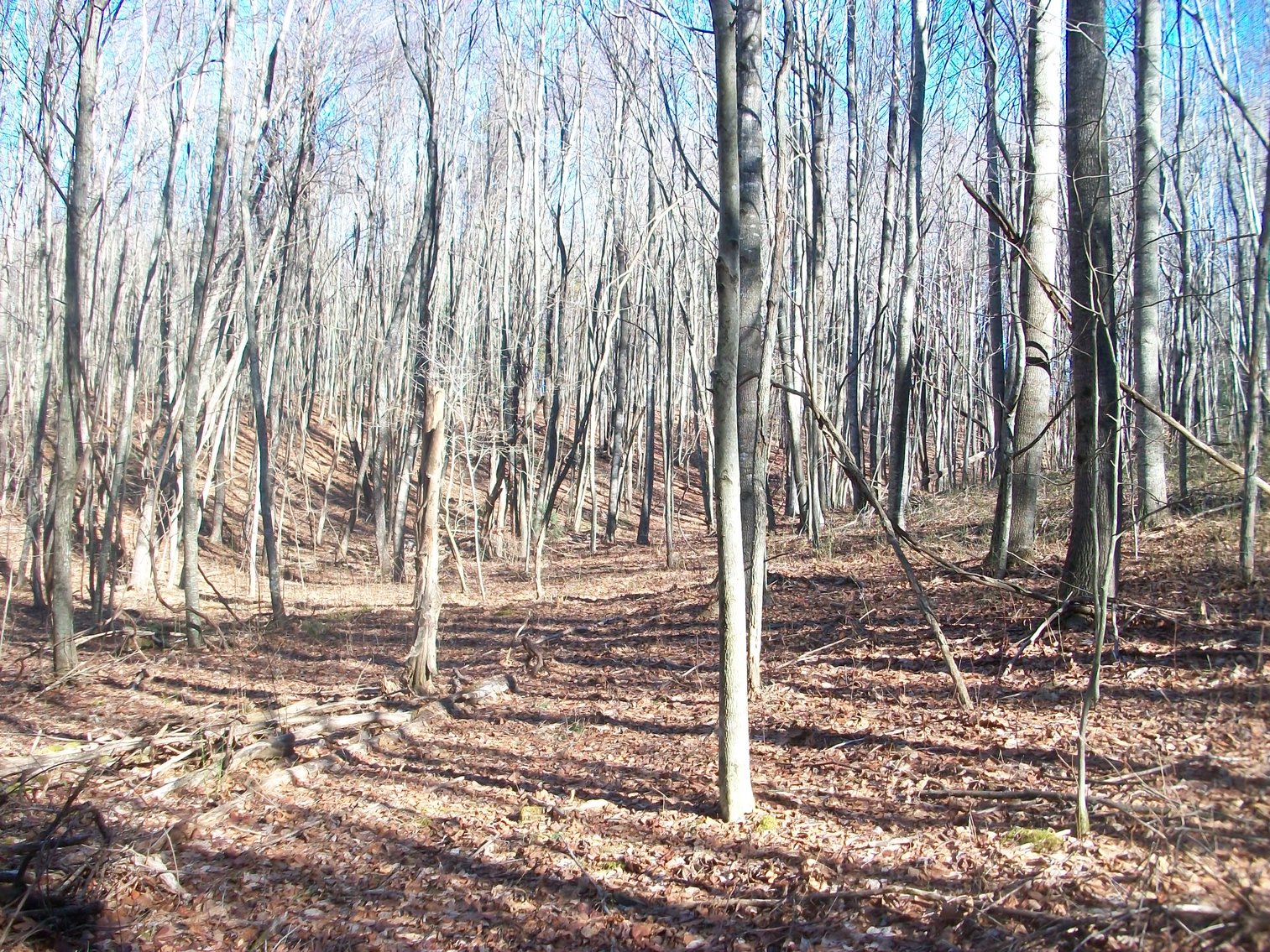 Image for Land Auction