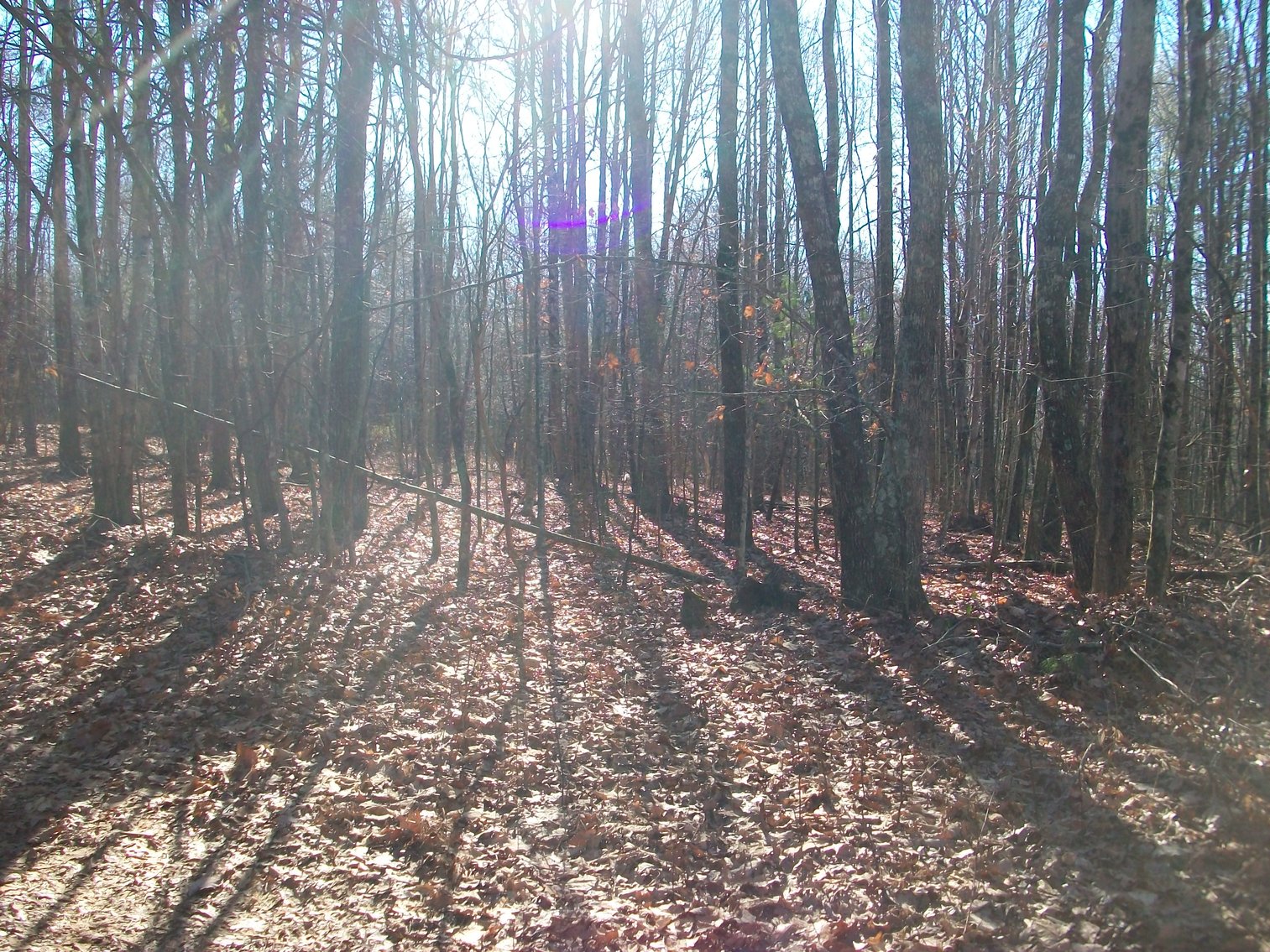 Image for Land Auction