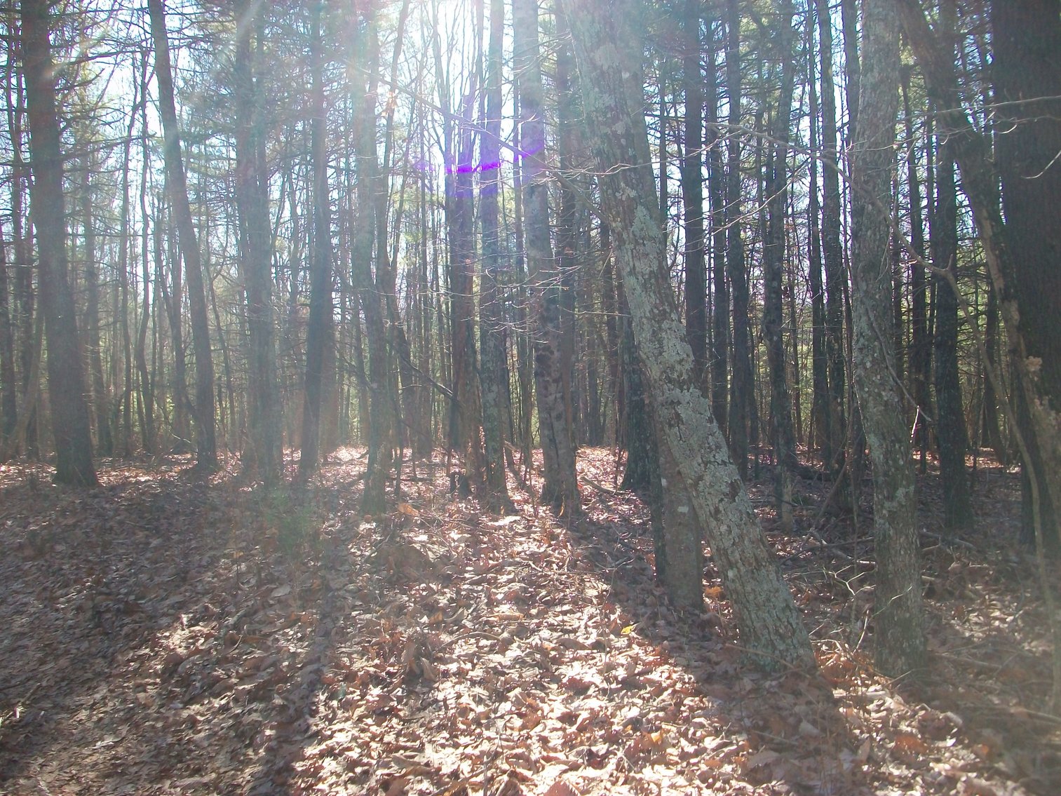 Image for Land Auction