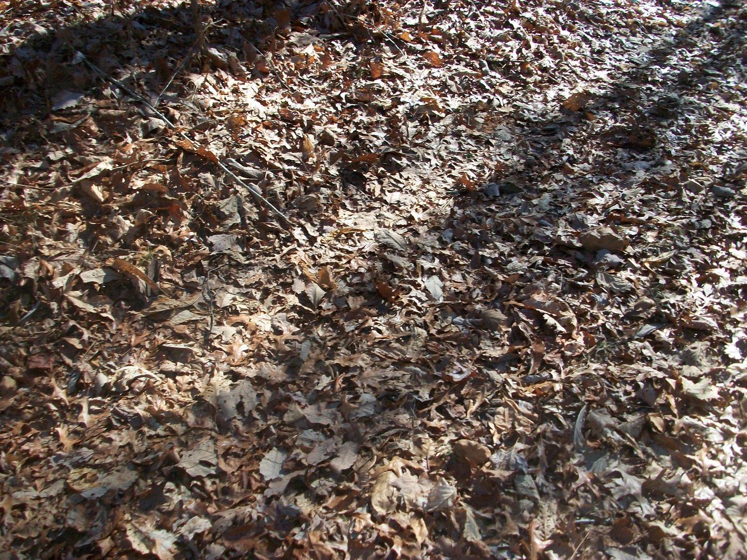 Image for Land Auction