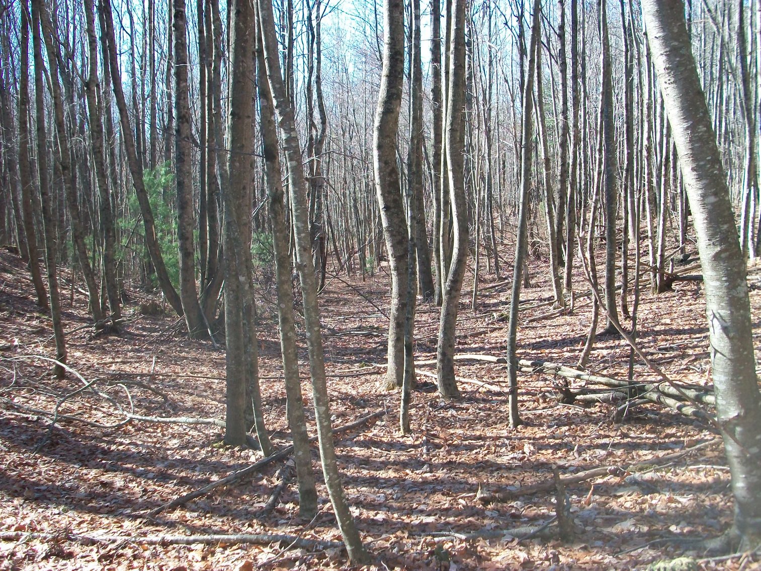 Image for Land Auction