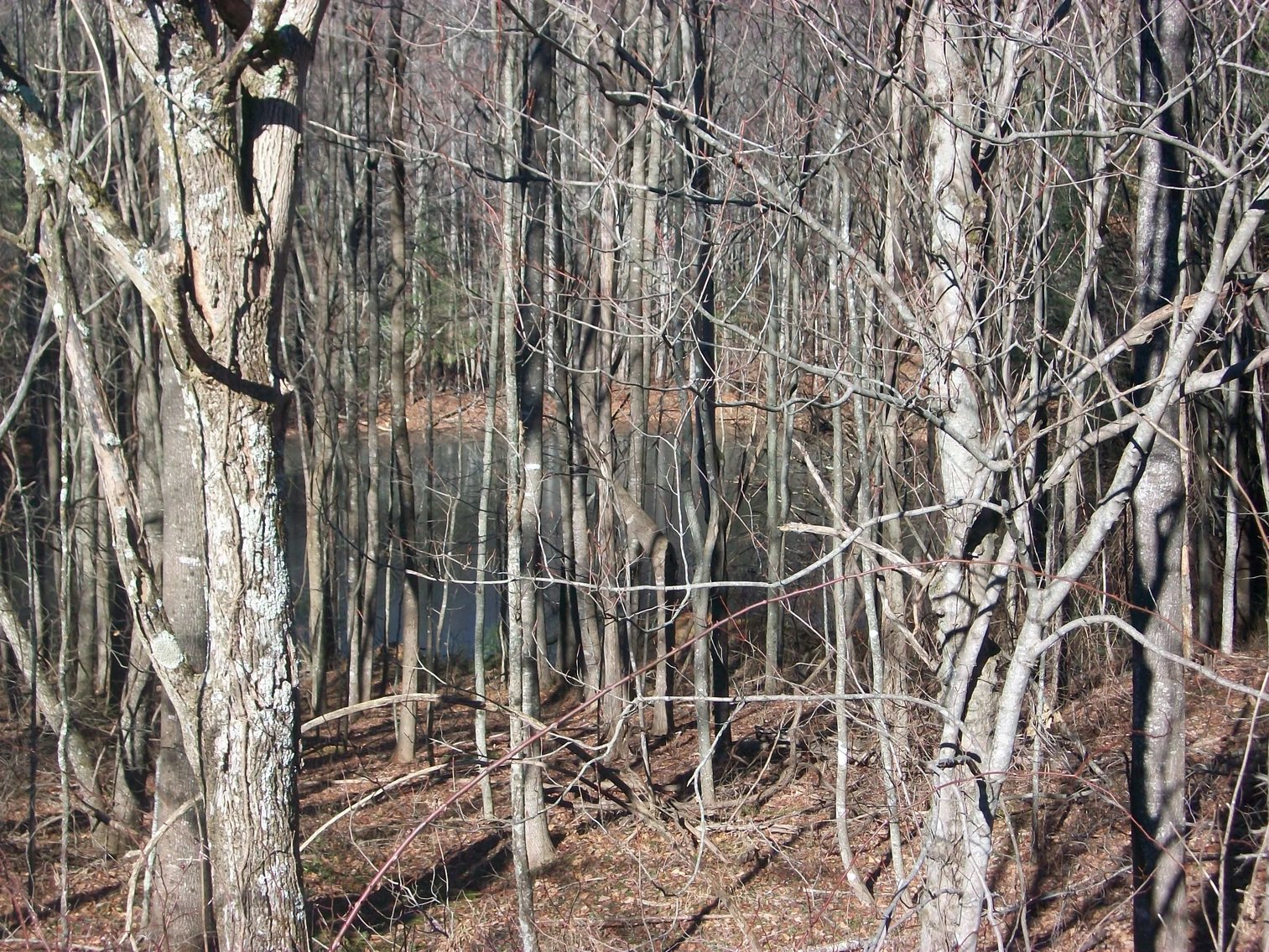 Image for Land Auction