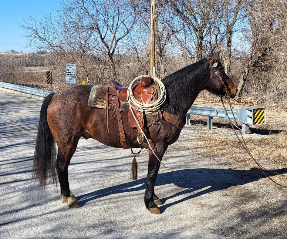 Donkey's Horse Sale DRAFT, MULE, RIDING SPECIAL Clarinda, Iowa