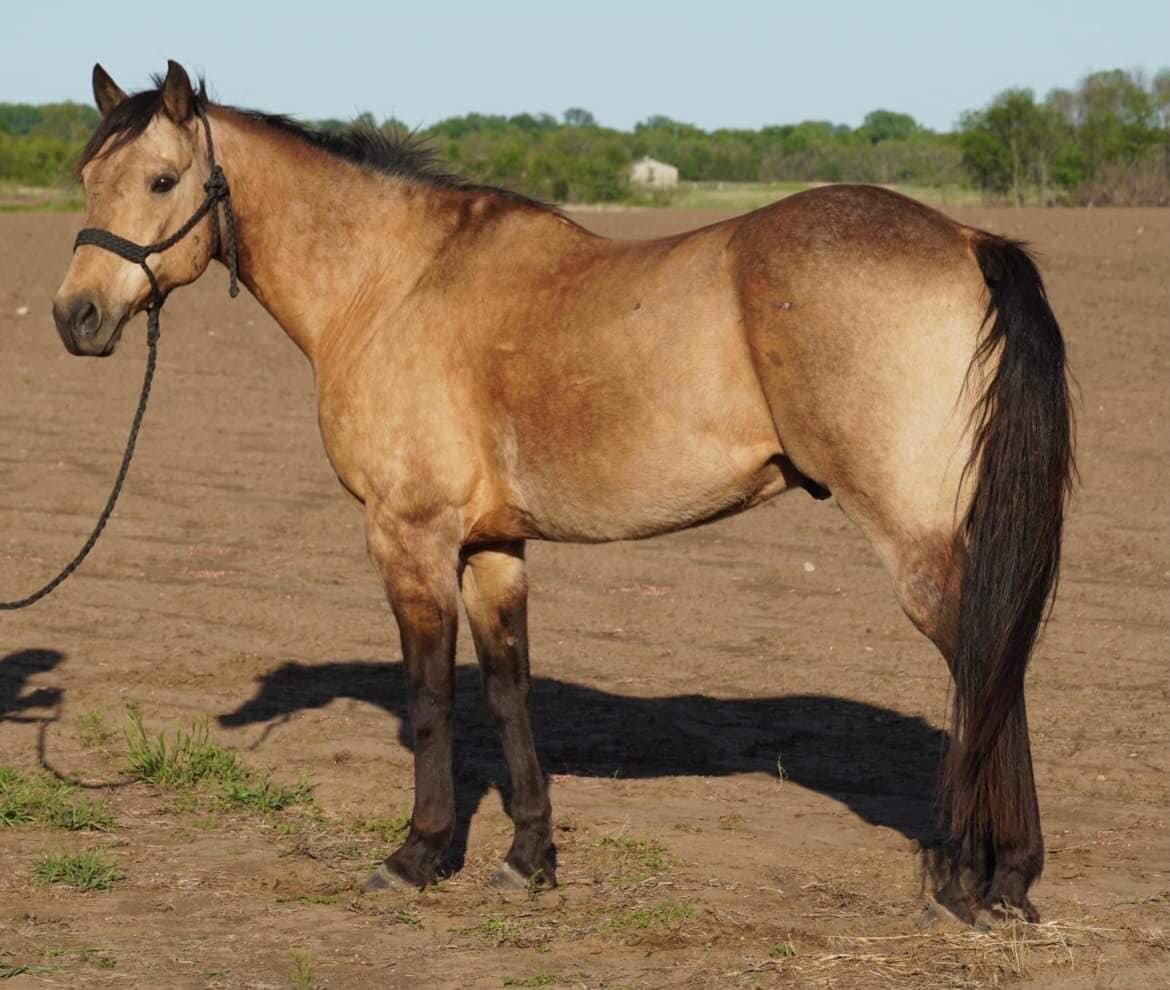 DHS Horse Sales Wednesday, March 2nd Humansville, MO