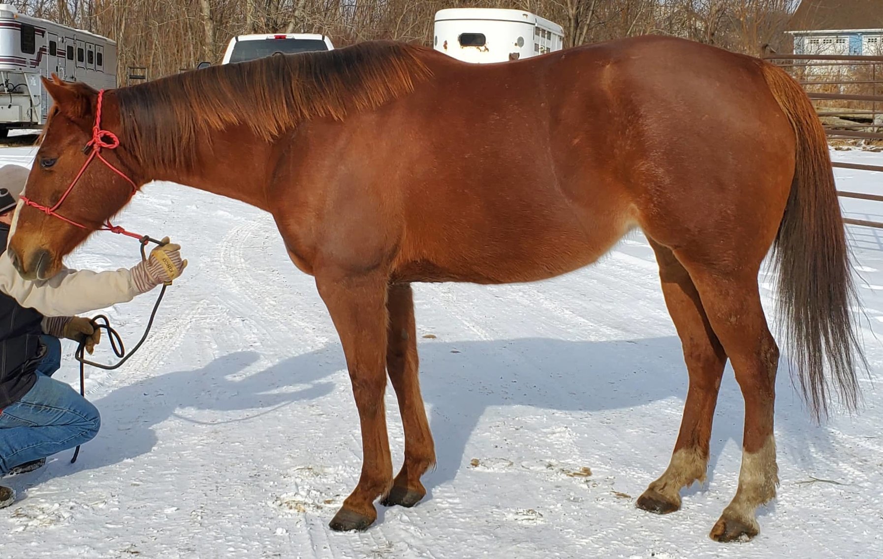 DHS Horse Sales Wednesday, March 2nd Humansville, MO