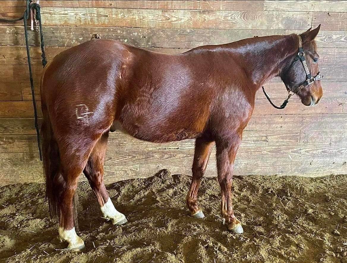 DHS Horse Sales Wednesday, March 2nd Humansville, MO