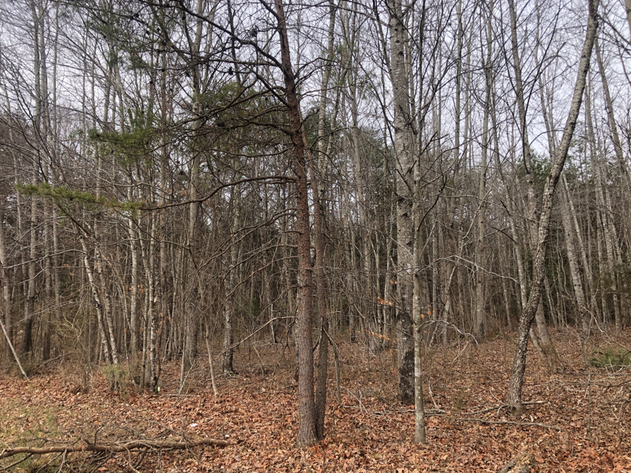 Image for Orange County, VA Tax Delinquent Sale of Real Estate