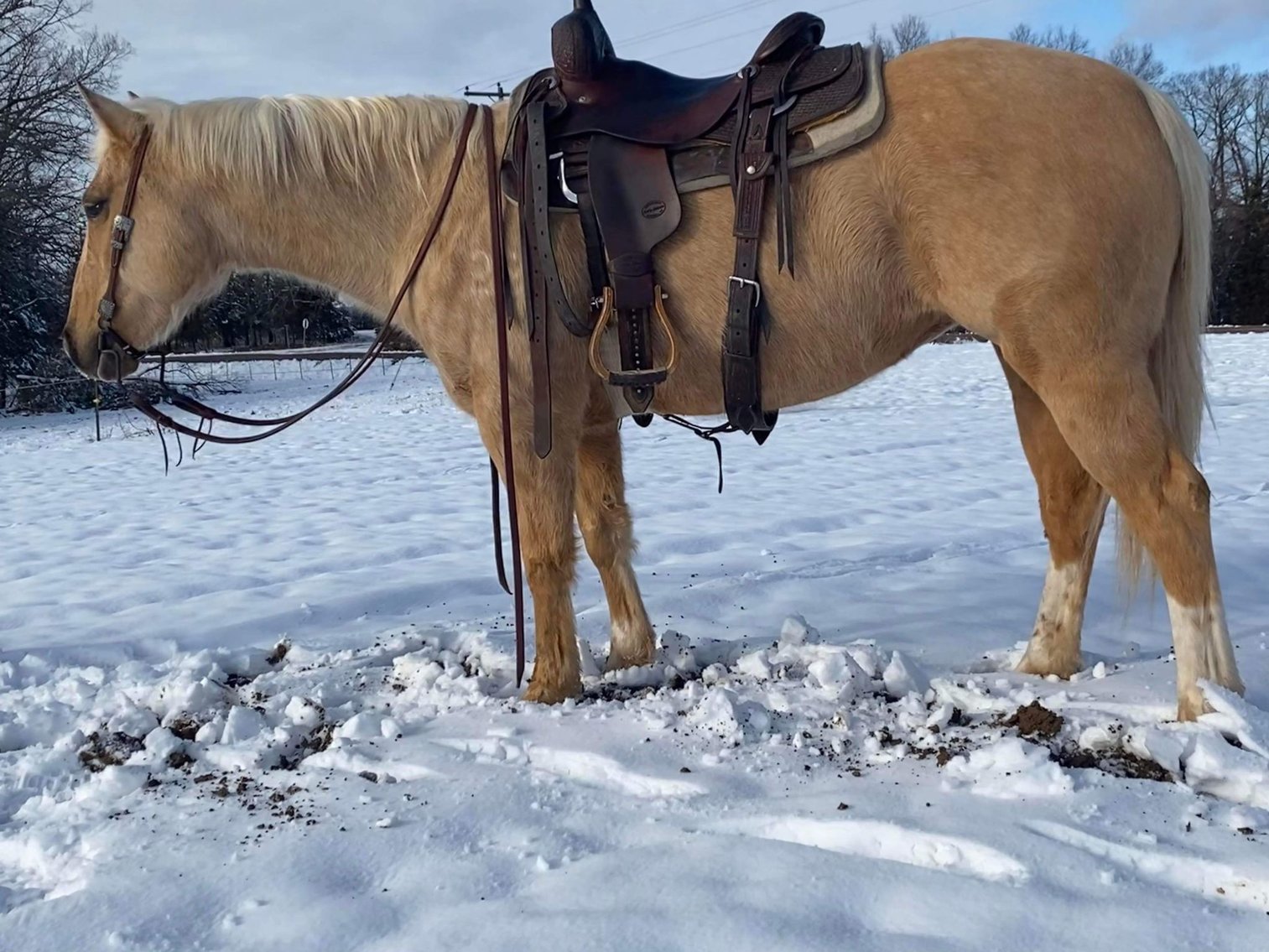 DHS Horse Sales Wednesday, March 2nd Humansville, MO