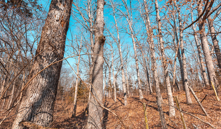 Image for Voss Timber Sale