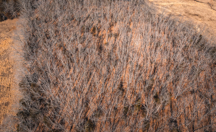 Image for Voss Timber Sale