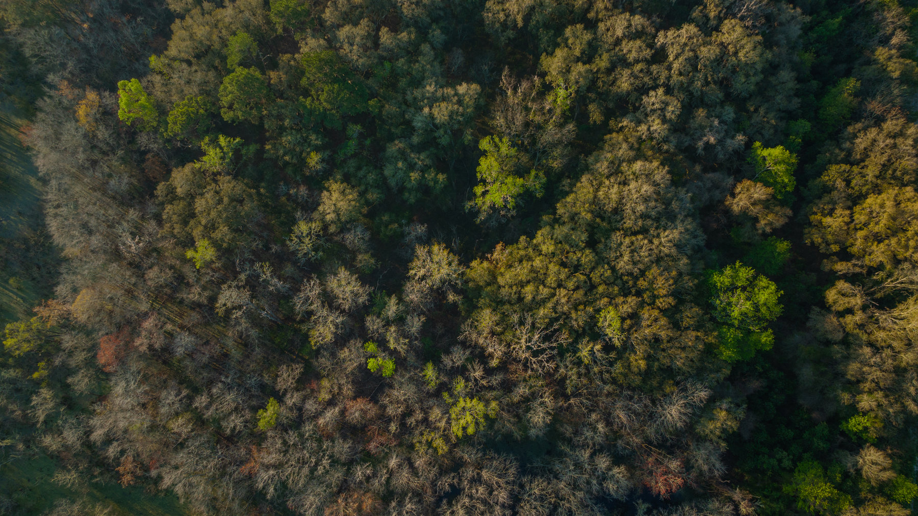 Image for 129+/- Acres Hamilton County, Florida