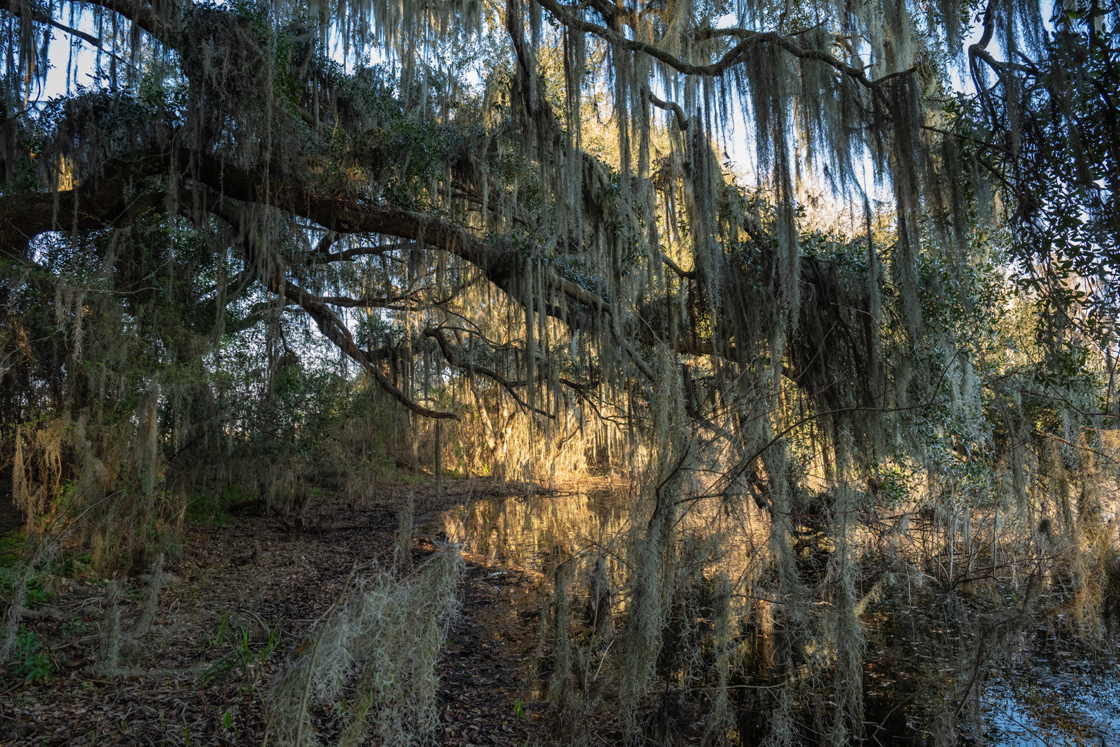 Image for 129+/- Acres Hamilton County, Florida