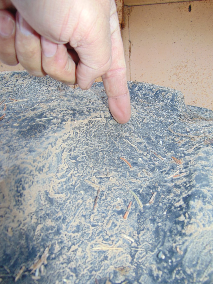 Image for Daryl Wallskog