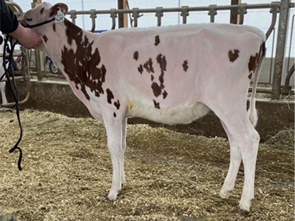 Karnview Picasso Jalapeno P