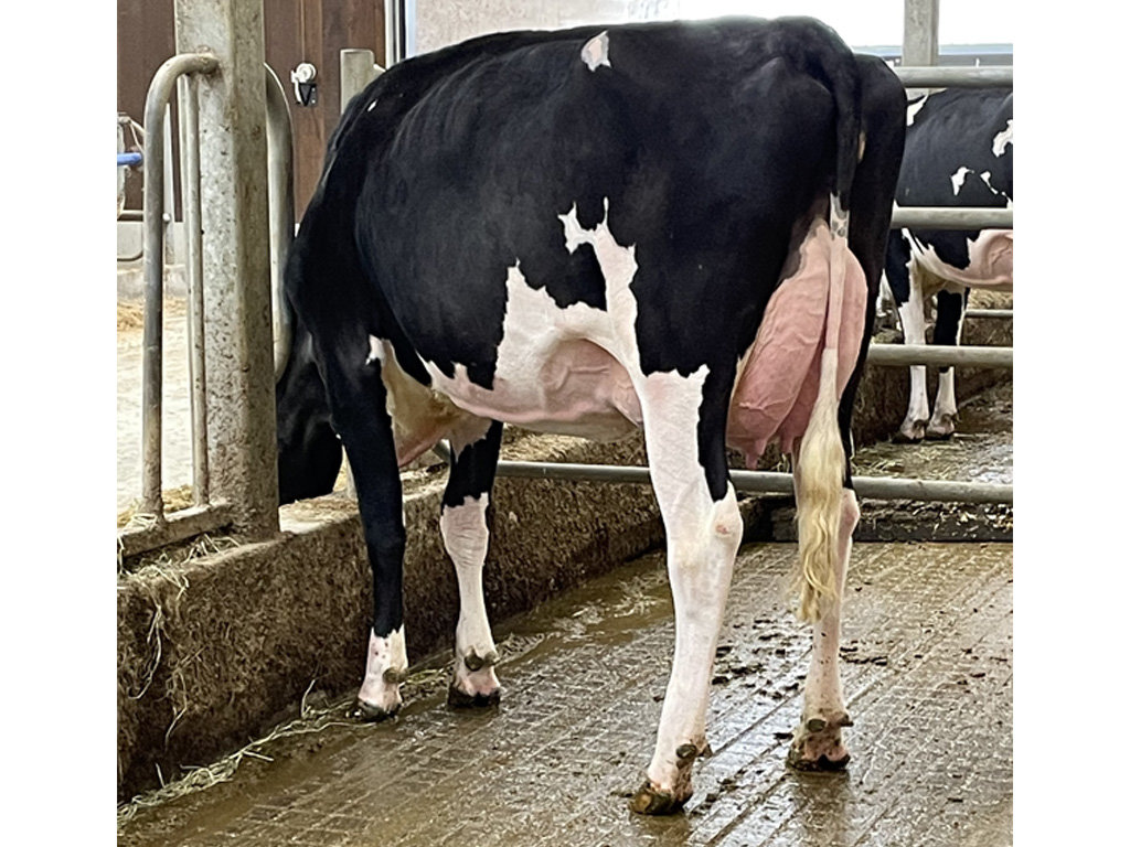 Redcarpet War Wednesday VG-86-1YR