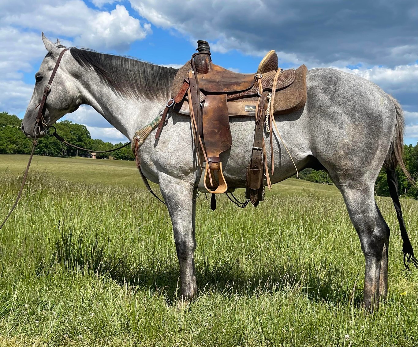 Image for Oklahoma Select All Breed Catalog Horse Sale - April 23rd - Wagoner, Oklahoma