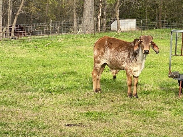 Image for 323 Wilson Farm Road CONTENTS