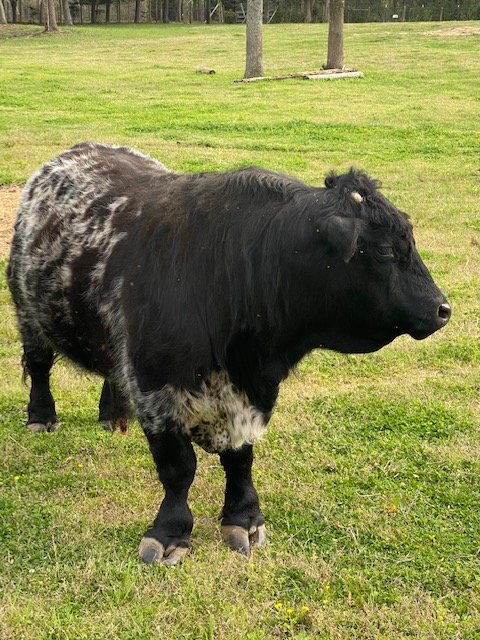 Image for 323 Wilson Farm Road CONTENTS