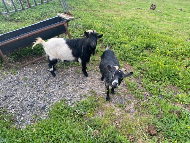 Image for 323 Wilson Farm Road CONTENTS