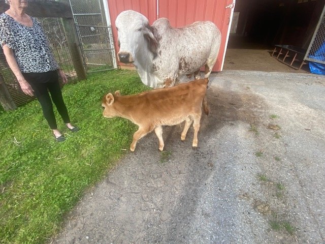 Image for 323 Wilson Farm Road CONTENTS