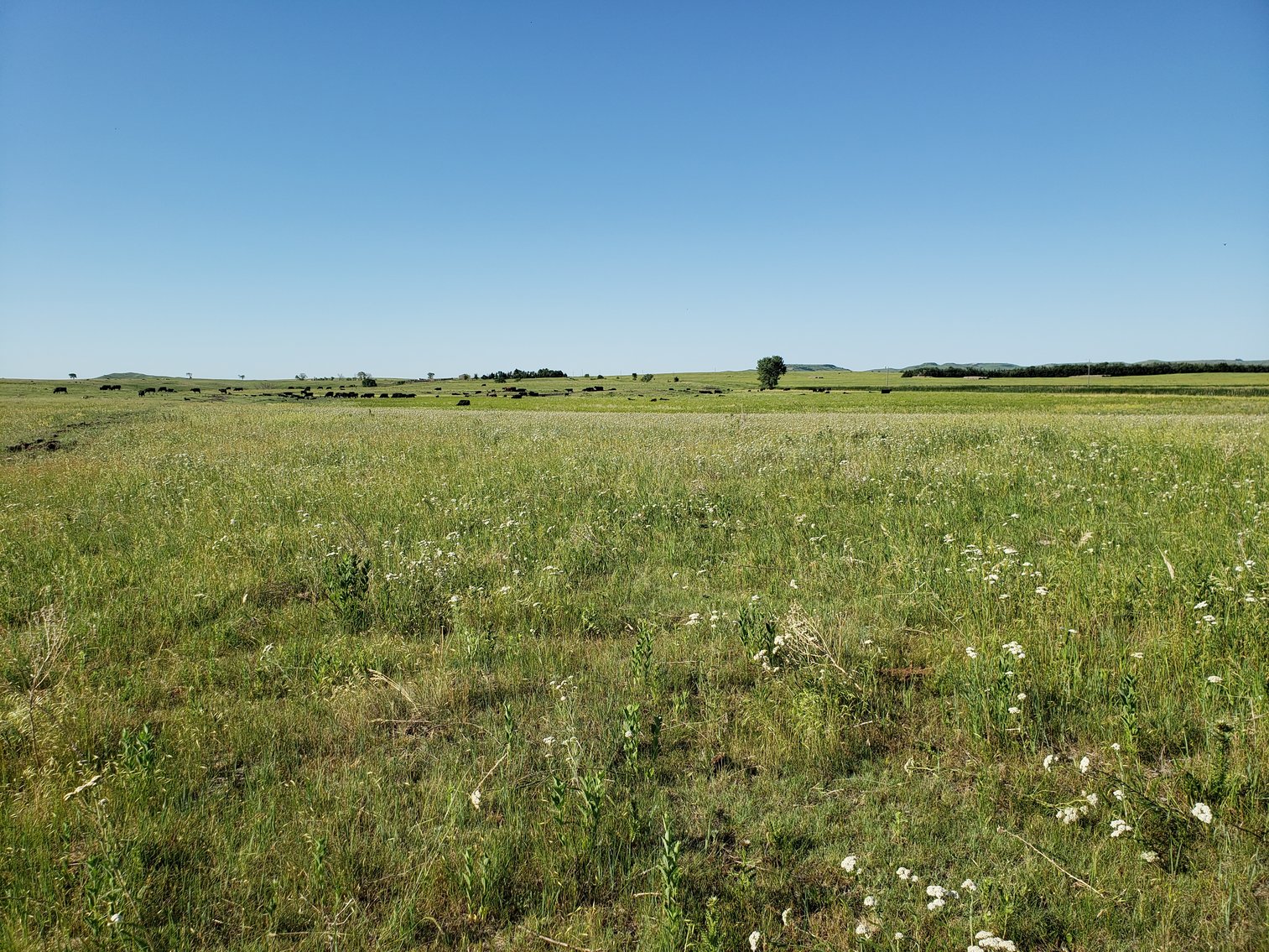 Image for 54+/- Acres in Lyman, SD Offered as 1 Unit of Multiple Tracts