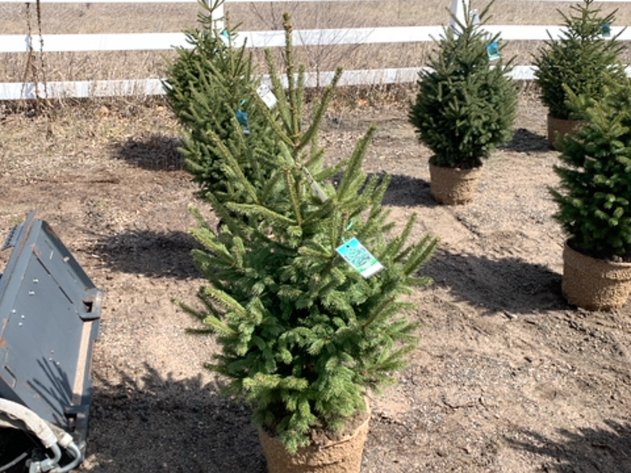 Image for April 26th Consignments Ring Two