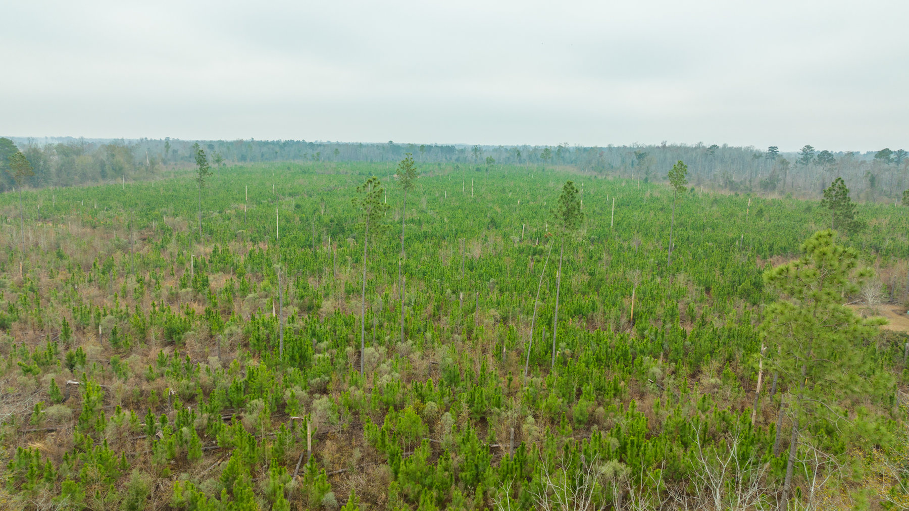 Image for Early County Georgia Hunting Paradise