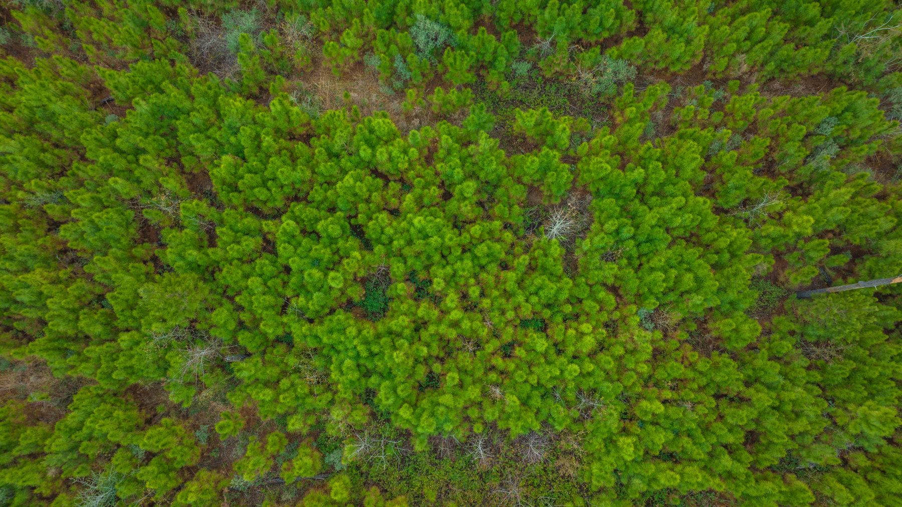 Image for Early County Georgia Hunting Paradise