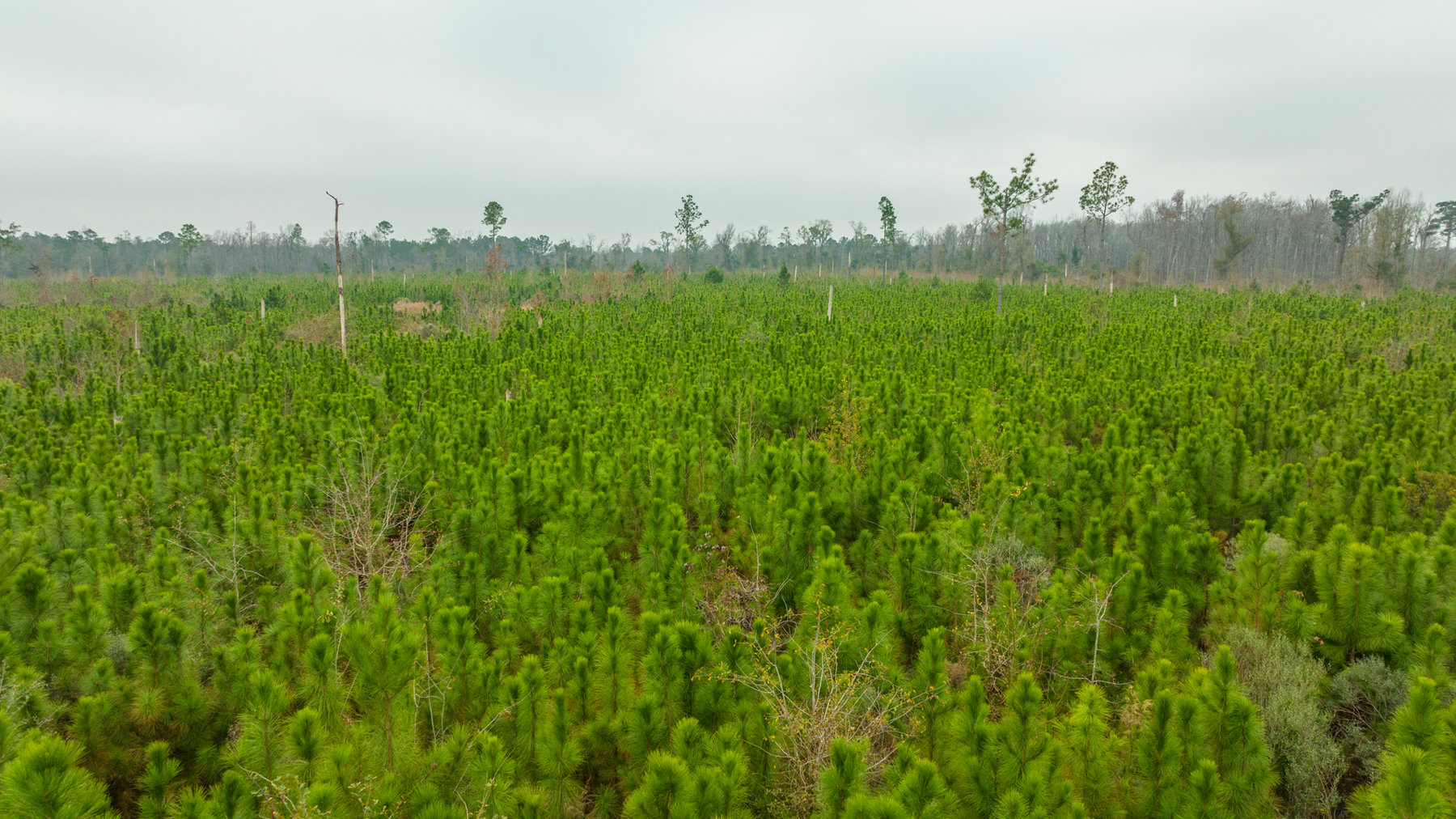 Image for Early County Georgia Hunting Paradise
