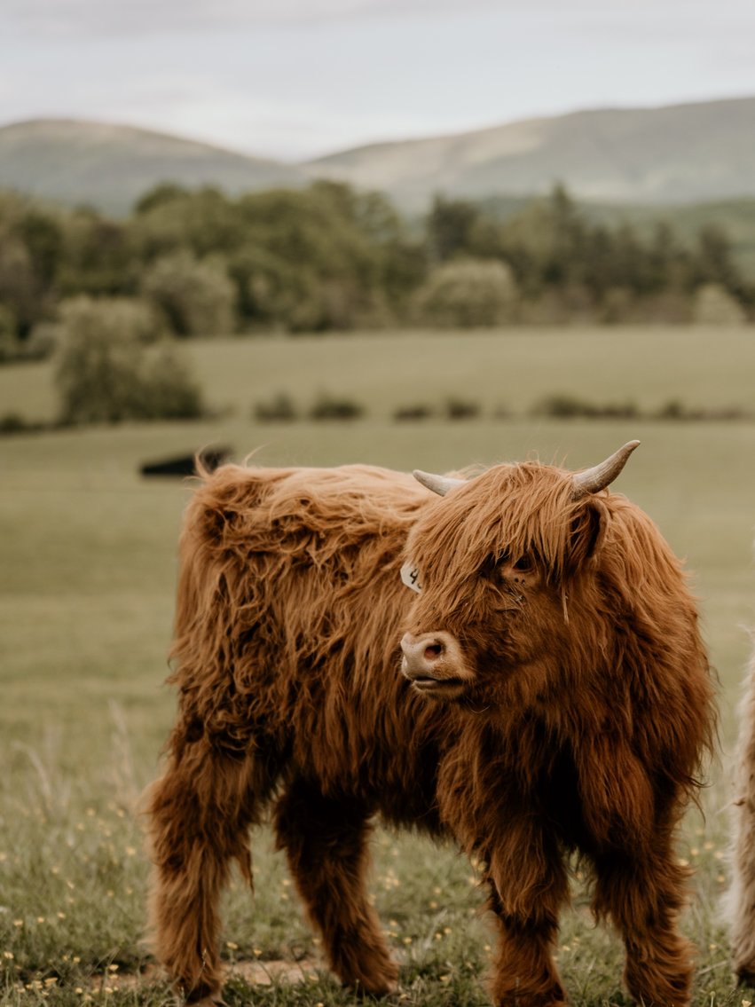 Cow 1