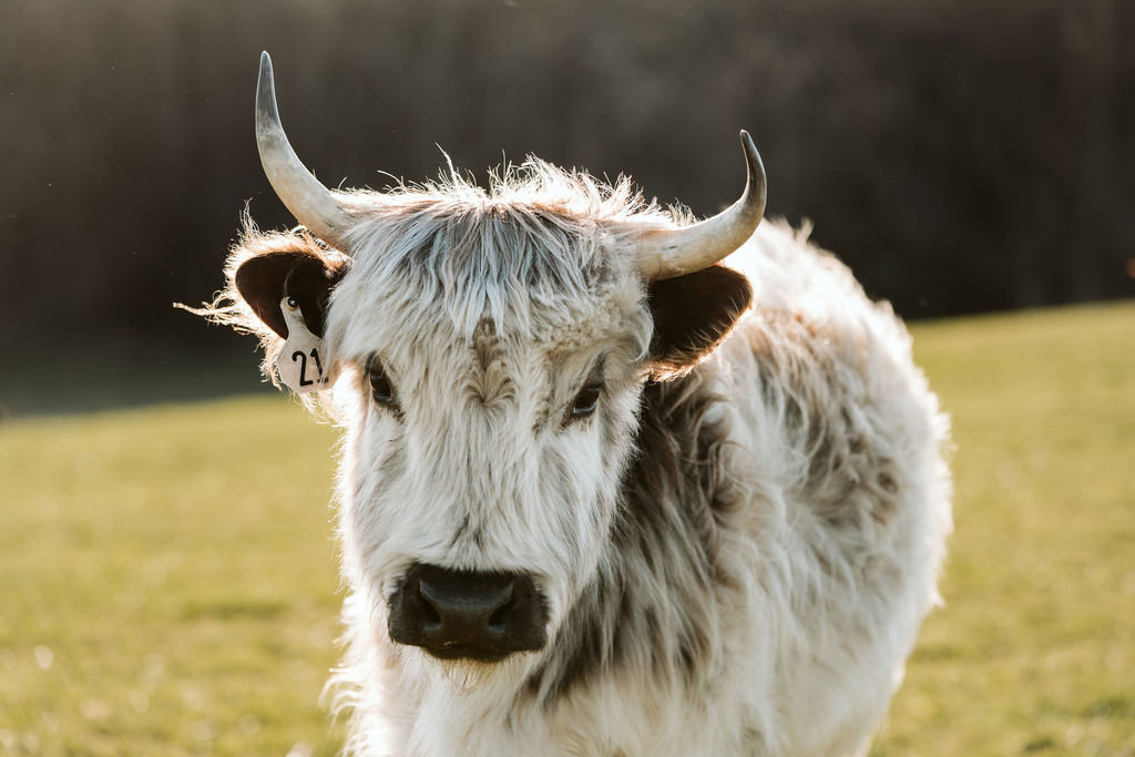 Cow 2