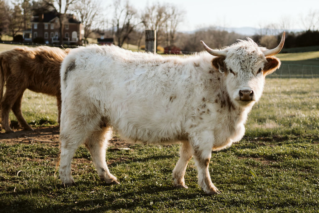 Cow 3