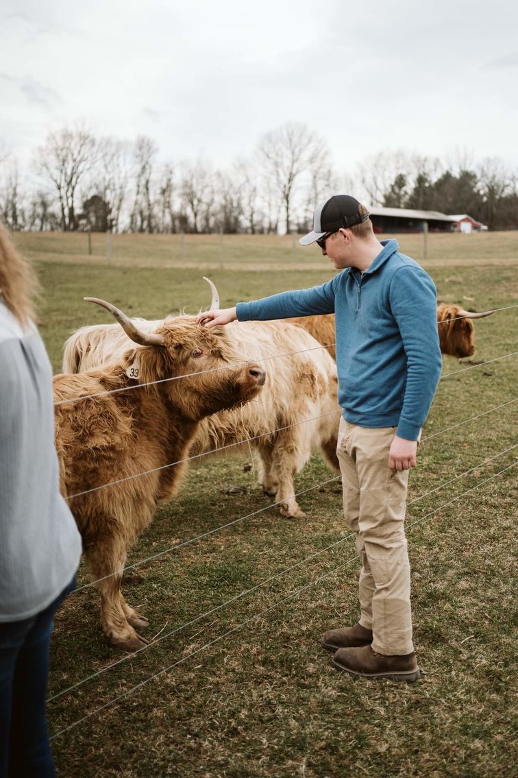Cow 4