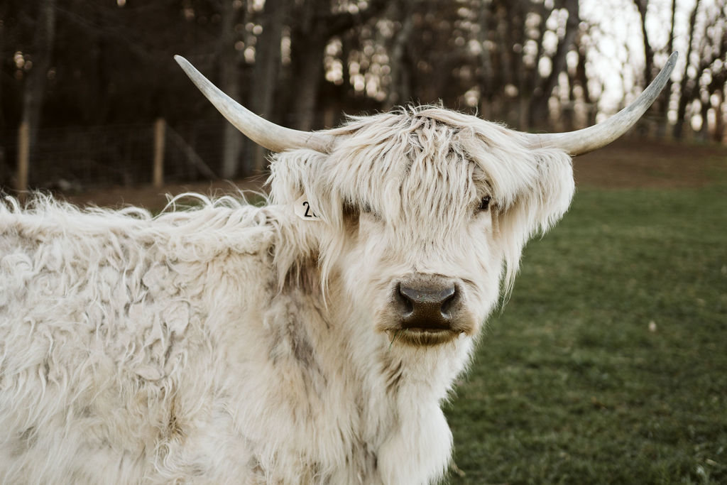 Cow 5