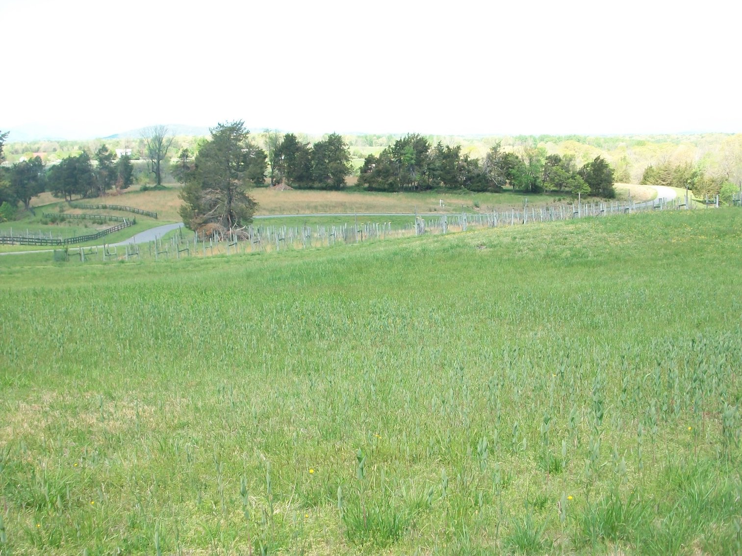 Image for Absolute Trustee Auction - 33.03 ± acres selling in 2 tracts