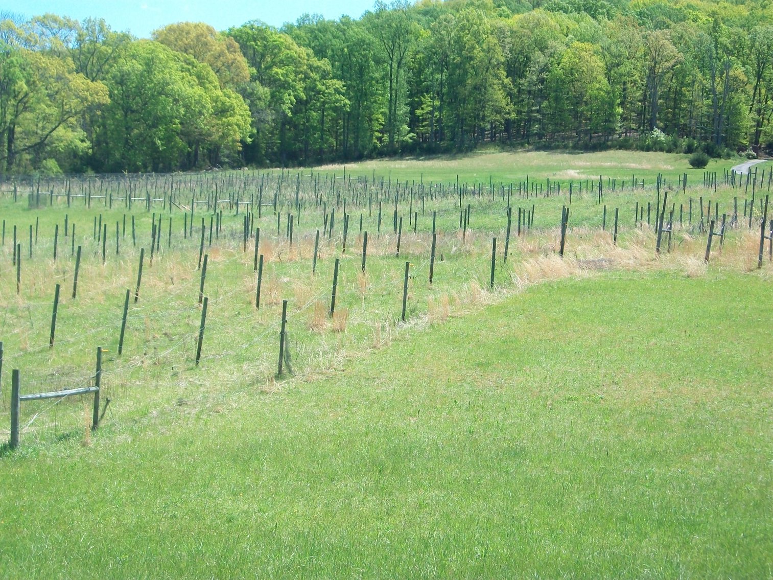 Image for Absolute Trustee Auction - 33.03 ± acres selling in 2 tracts