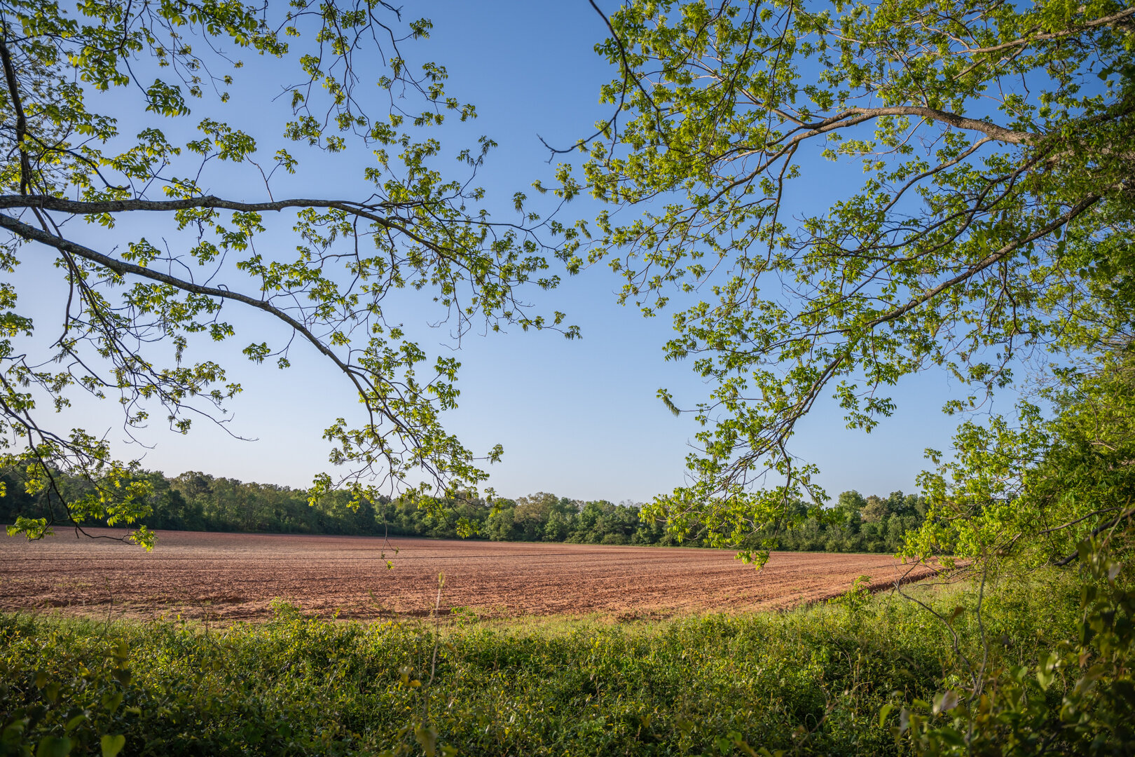 Image for 218+/- Acres Located in Webster County, Georgia - The Wills Estate