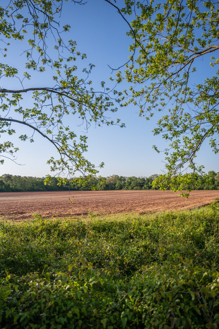 Image for 218+/- Acres Located in Webster County, Georgia - The Wills Estate