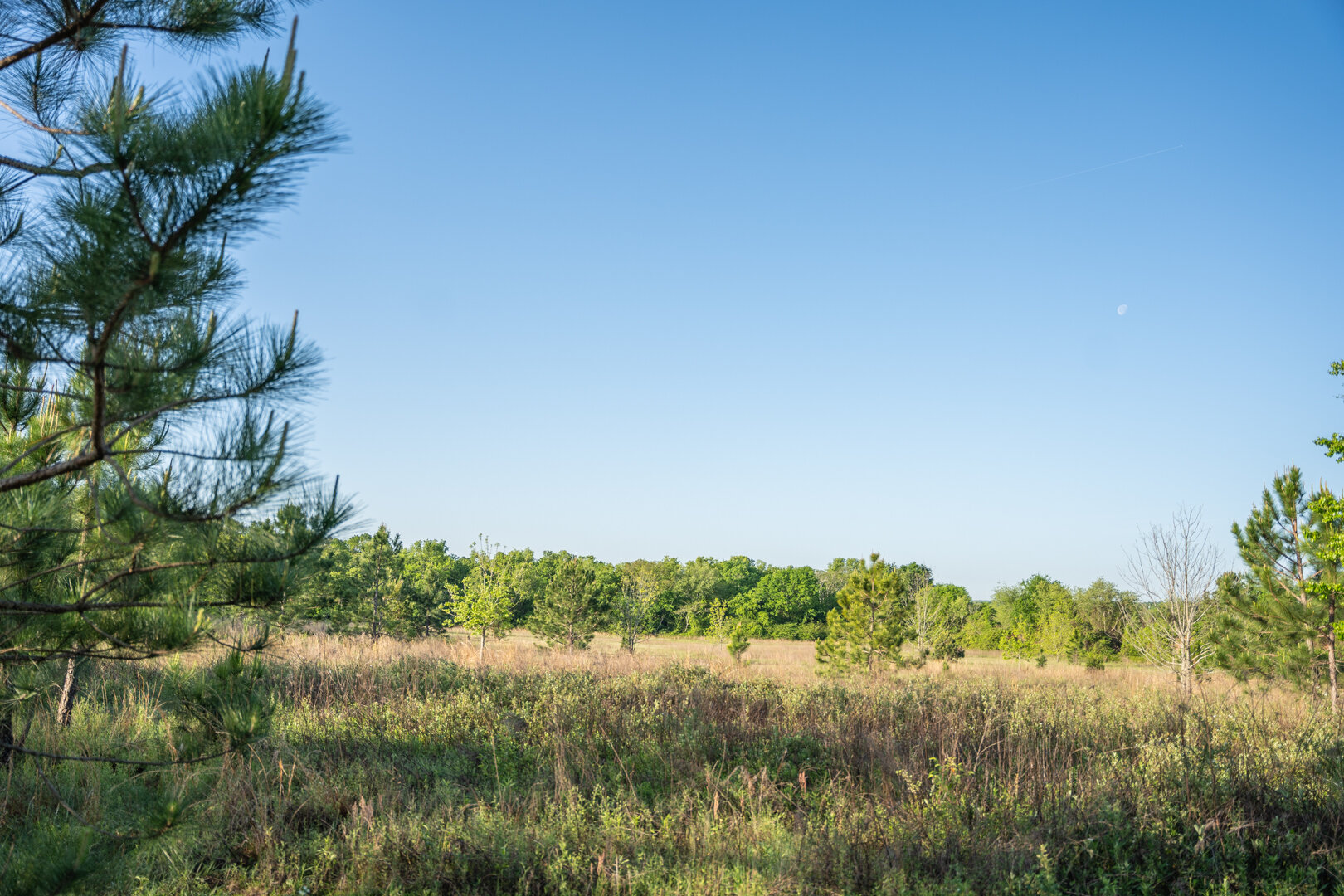 Image for 218+/- Acres Located in Webster County, Georgia - The Wills Estate