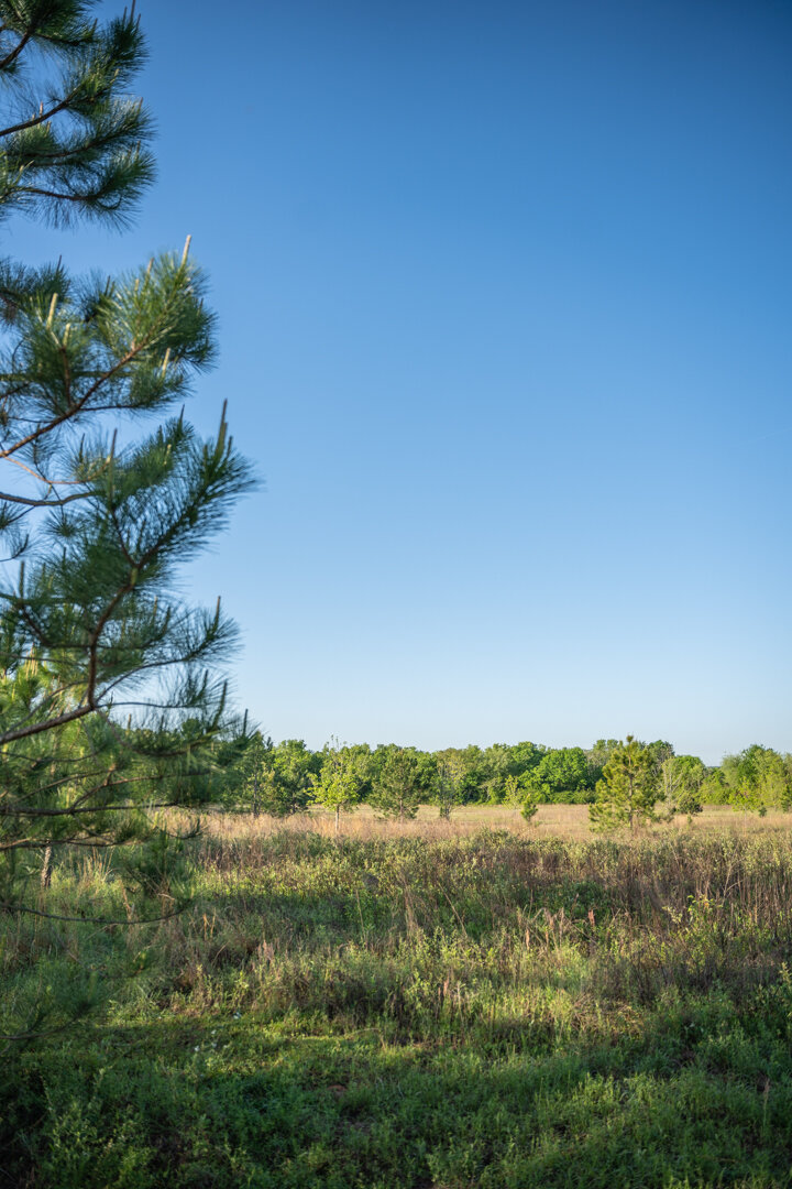 Image for 218+/- Acres Located in Webster County, Georgia - The Wills Estate