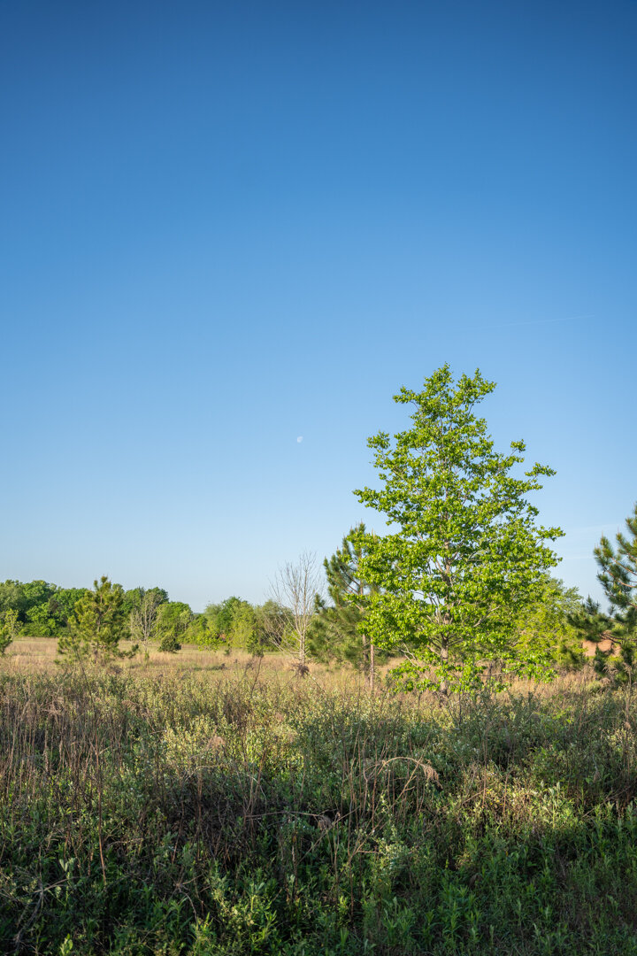 Image for 218+/- Acres Located in Webster County, Georgia - The Wills Estate