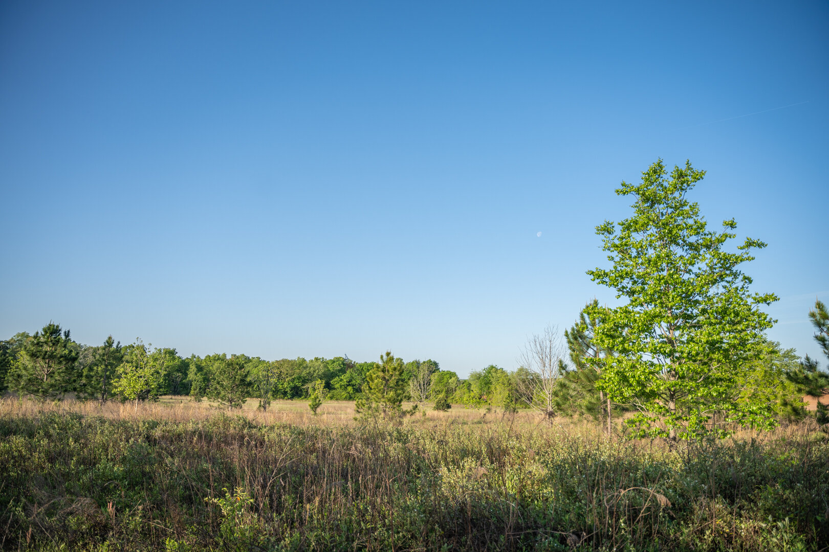 Image for 218+/- Acres Located in Webster County, Georgia - The Wills Estate
