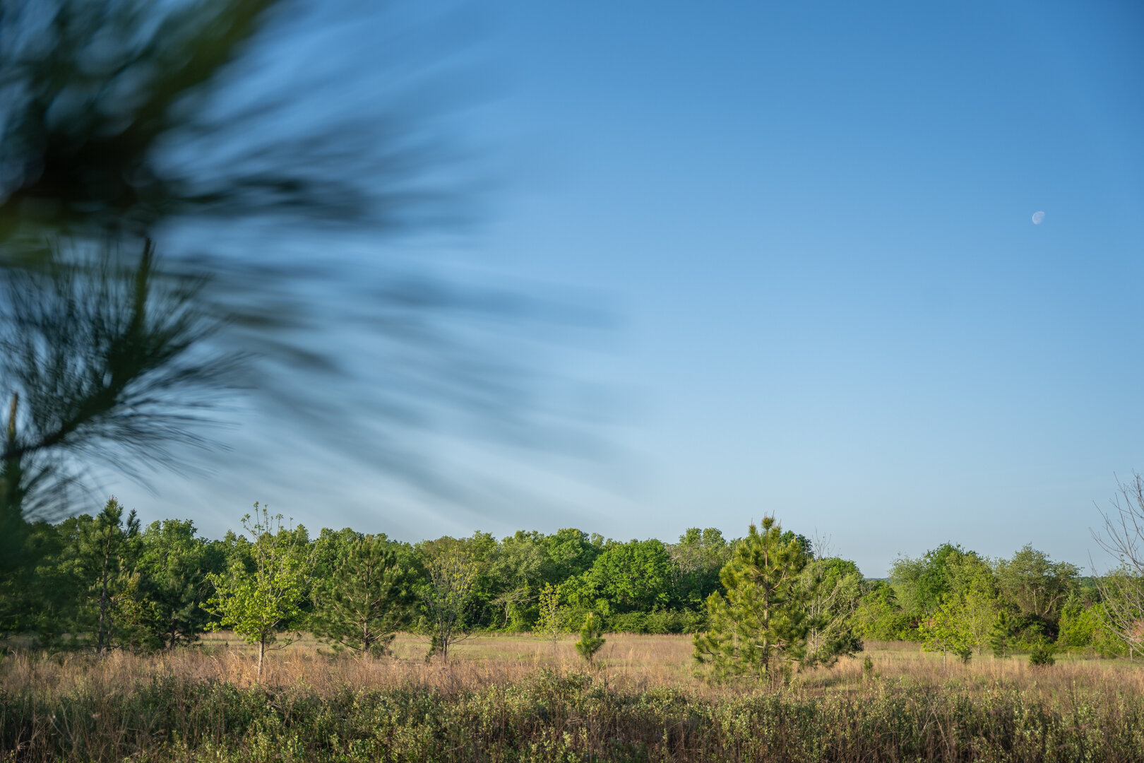 Image for 218+/- Acres Located in Webster County, Georgia - The Wills Estate