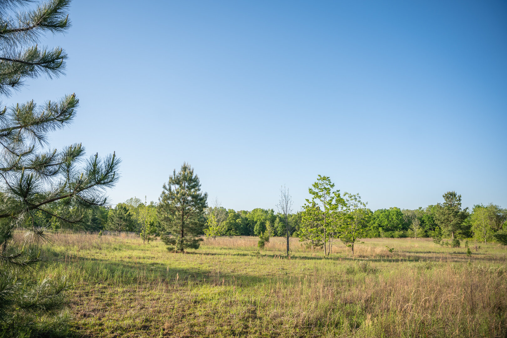 Image for 218+/- Acres Located in Webster County, Georgia - The Wills Estate