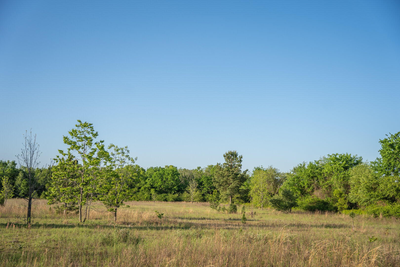 Image for 218+/- Acres Located in Webster County, Georgia - The Wills Estate