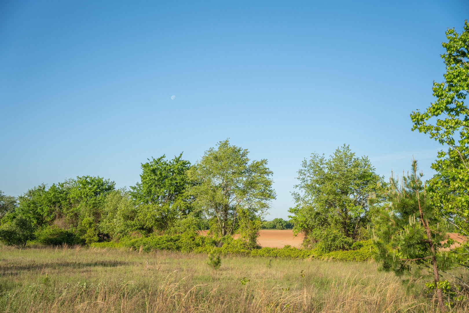 Image for 218+/- Acres Located in Webster County, Georgia - The Wills Estate