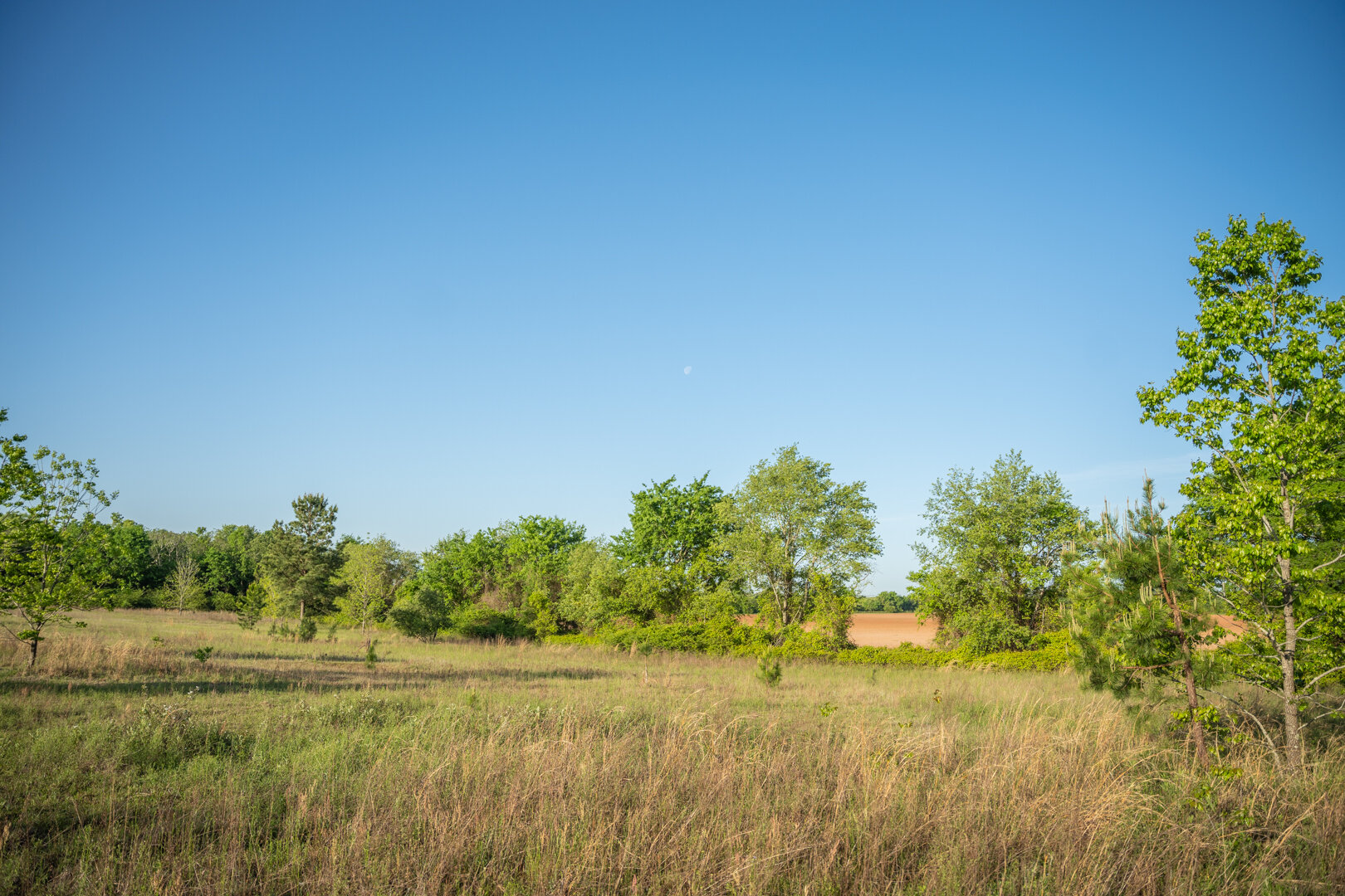 Image for 218+/- Acres Located in Webster County, Georgia - The Wills Estate