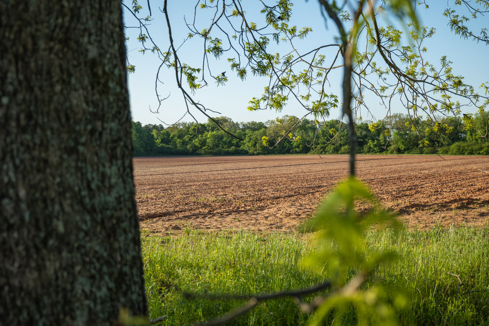 Image for 218+/- Acres Located in Webster County, Georgia - The Wills Estate